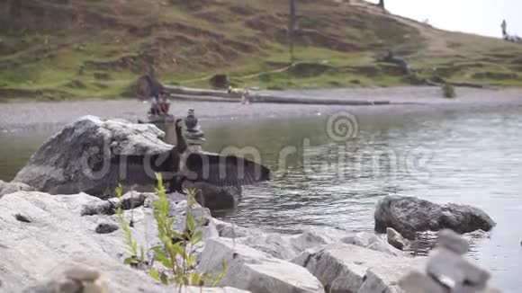 黑坐在石头上在水库的背景下展开翅膀奥克洪岛贝加尔湖视频的预览图