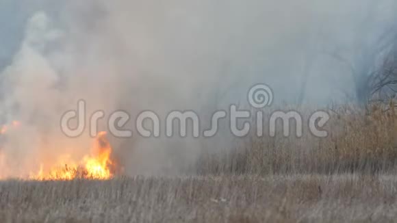 令人着迷的美丽景色燃烧干枯的高沼泽草是由自然火的火焰消耗对视频的预览图