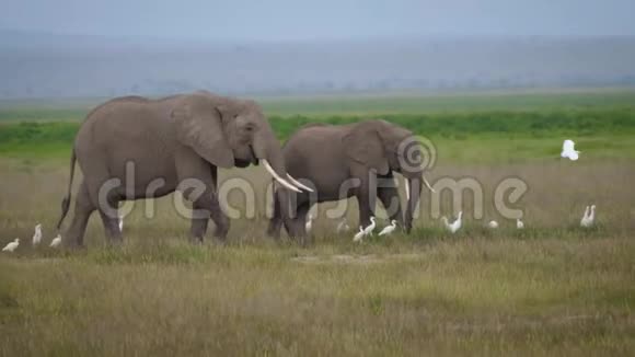 非洲大草原上大象和小象吃草的家庭视频的预览图