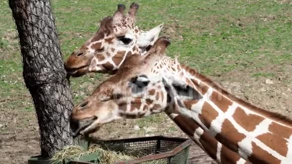 长颈鹿从篮子里吃干草视频的预览图