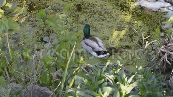 一对野鸭一只鸭在英国花园池塘上视频的预览图