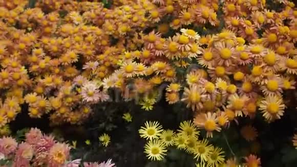菊花花背景视频的预览图