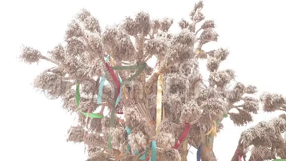 德杜克乌克兰圣诞装饰用小麦做成视频的预览图