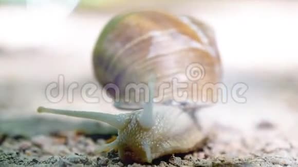 螺旋波马提亚还有罗马蜗牛宏观正面视图视频的预览图