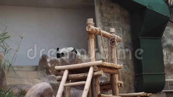 在动物园的游乐场里睡觉的大熊猫Ailuropodamelanoleuca视频的预览图