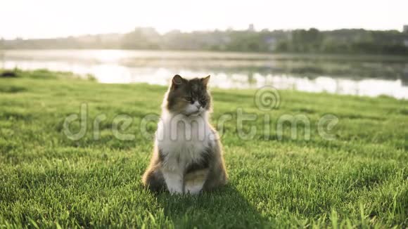 这只猫正坐在夕阳背景下河边的草地上视频的预览图