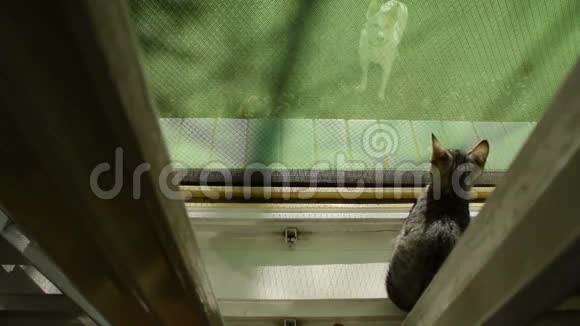 窗户上的小猫躲着狗视频的预览图
