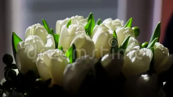 白色郁金香为背景阳光洒在一束白色的郁金香上视频的预览图