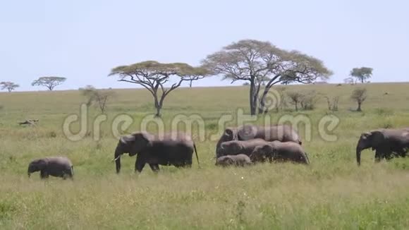 非洲大草原上草原上带着婴儿行走的大型野生大象群视频的预览图