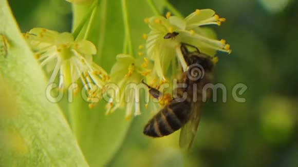 林登树花上的蜜蜂足迹视频的预览图