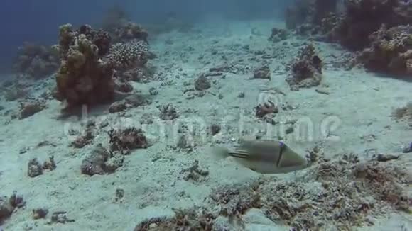 阿拉伯毕加索在珊瑚礁上的热带海洋触发鱼视频的预览图