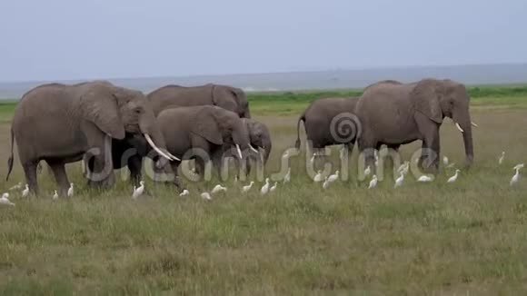 非洲大草原上一大群野生大象和吃草宝宝视频的预览图
