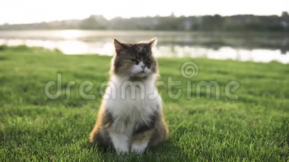 这只猫正坐在夕阳背景下河边的草地上视频的预览图