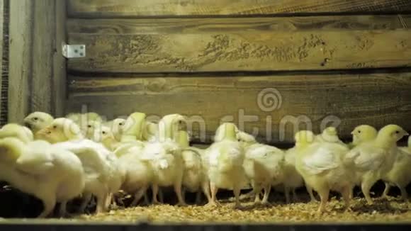 家禽养殖场鸡鸡肉鸡视频的预览图