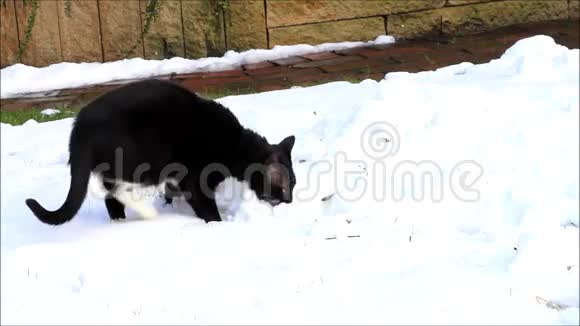 雪中的黑猫视频的预览图