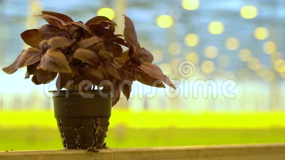 背景模糊的带罗勒植物的盆栽视频的预览图