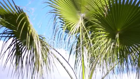 美丽的棕榈树大的绿叶在缓慢的运动热带景色视频的预览图