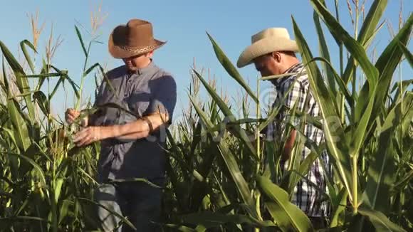 农民和一名在田间工作的农艺师检查成熟玉米芯两个商人带着平板电脑支票视频的预览图