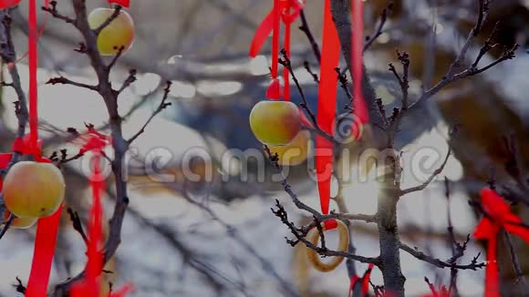 冬天的苹果树视频的预览图
