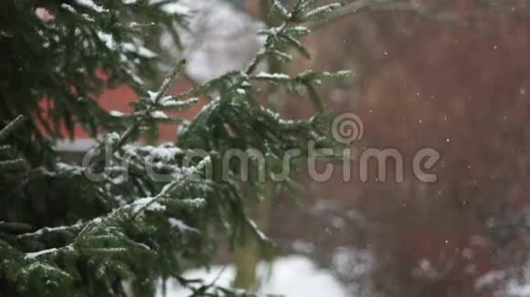树枝的雪覆盖云杉在公园的背景墙下雪了右边的复制空间视频的预览图