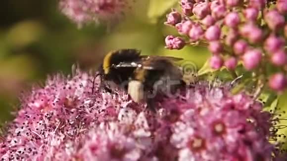 大黄蜂在美丽的粉红色花朵上的慢镜头视频的预览图