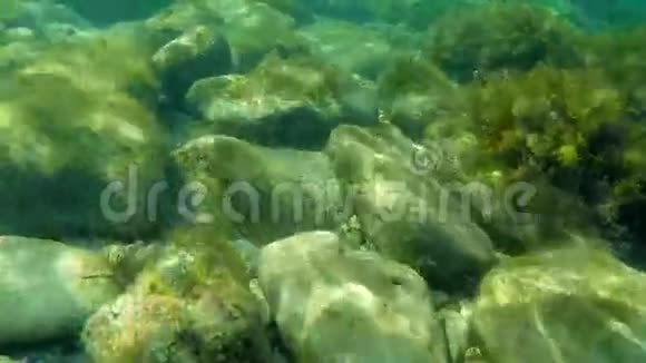 在水下世界的礁石上潜水同时经过鱼视频的预览图