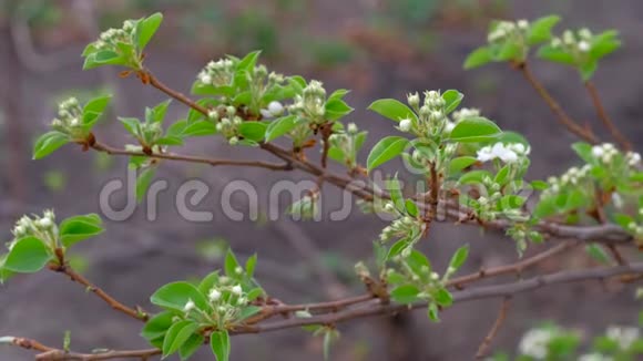 花园里盛开的苹果树特写镜头视频的预览图