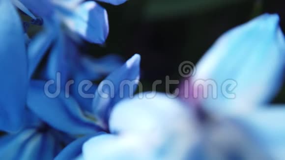 花园里的蓝花被风吹拂视频的预览图