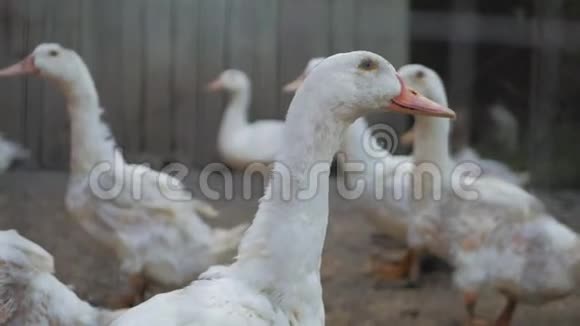 白天在农场关鸭子视频的预览图
