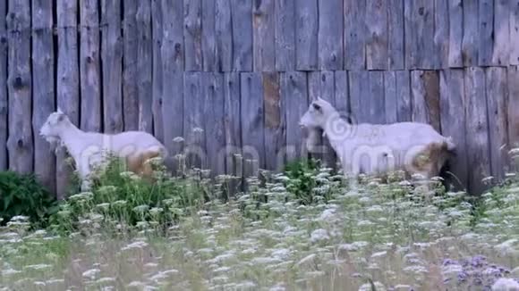 山羊正站在栅栏旁边视频的预览图