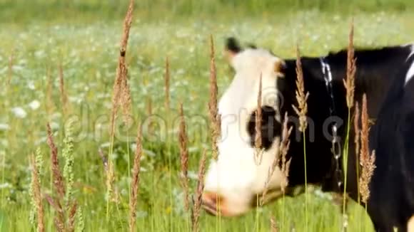 阳光明媚的一天一头黑白牛在草地上视频的预览图
