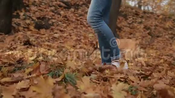 秋天带狗散步的嬉皮士女孩视频的预览图