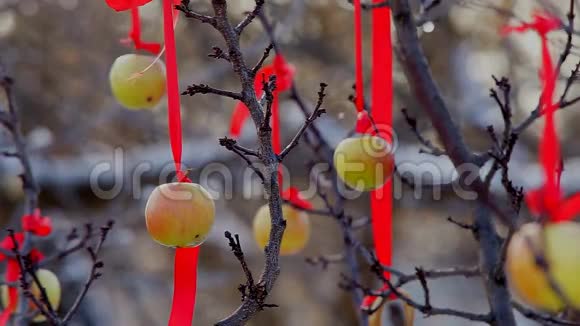 冬天的苹果树视频的预览图