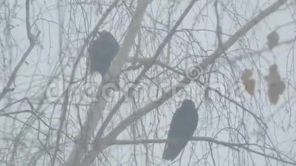 乌鸦坐在桦树的树枝上视频的预览图