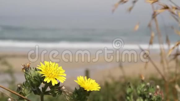 在沙质海岸线前的花和草背景是海滩视频的预览图