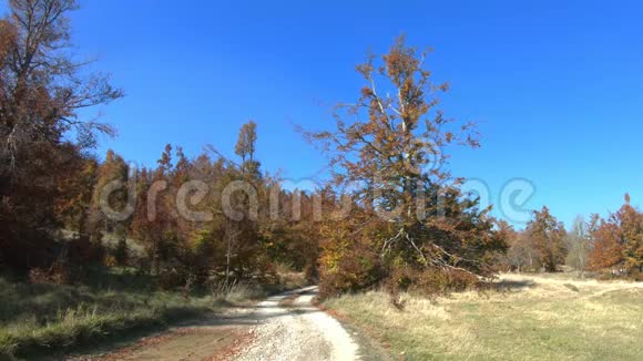 景观秋色彩林风吹过树叶没有铺好的地方公路通向森林视频的预览图