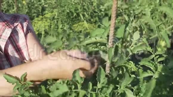 一位老年妇女在花园里照料植物在番茄灌木丛上系着高高的树枝视频的预览图