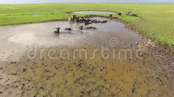 泥里的水牛视频的预览图