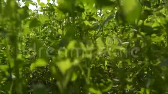 穿过绿色的苜蓿草就像植被POV个人观点视频的预览图