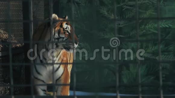 动物园笼子里的美洲虎视频的预览图