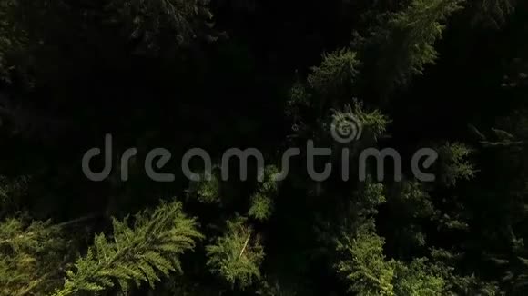 云杉林的俯视图视频的预览图