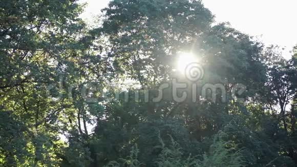 阳光透过树木照耀自然背景视频的预览图