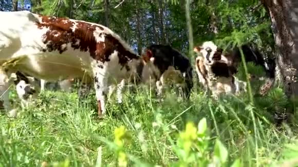 棕白奶牛现场4K视频视频的预览图