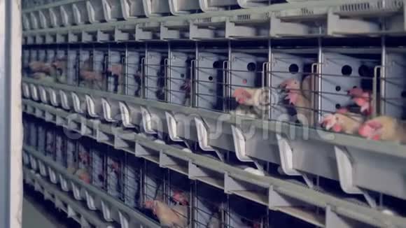 家禽饲养场的笼子里有很多母鸡视频的预览图