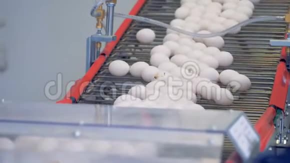 鸡蛋在家禽身上向下输送的过程家禽养殖场工业生产线视频的预览图