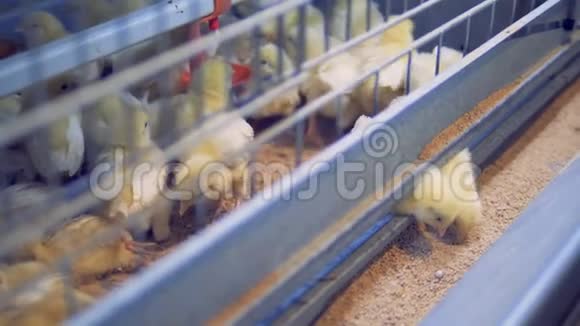 小小鸡们忙着吃种子鸡场家禽视频的预览图
