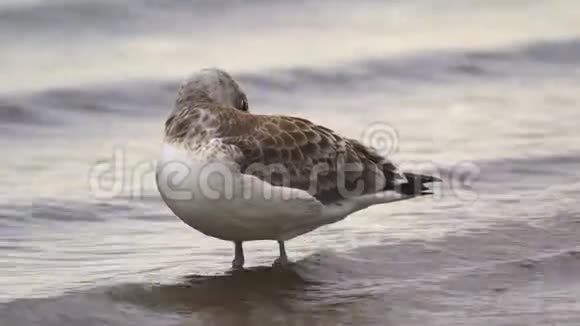 幼鸟大黑头海鸥拉鲁斯伊希特尤斯Larusichthyaetus站在沙滩和浅水上视频的预览图