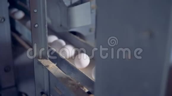 鸡蛋沿着金属管道移动并被运输者举起视频的预览图