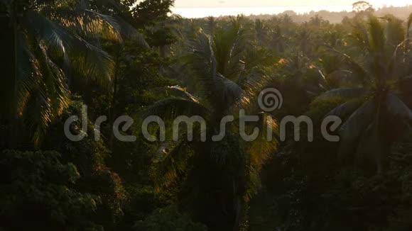 棕榈林和丛林在明亮的夕阳下阳光淹没了雨林视频的预览图