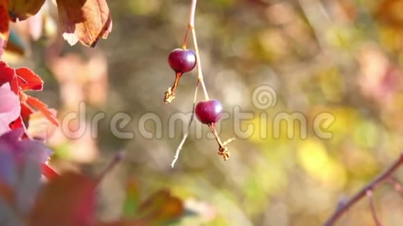 秋天的醋栗灌木在阳光下有红叶花园里撒满了醋栗视频的预览图